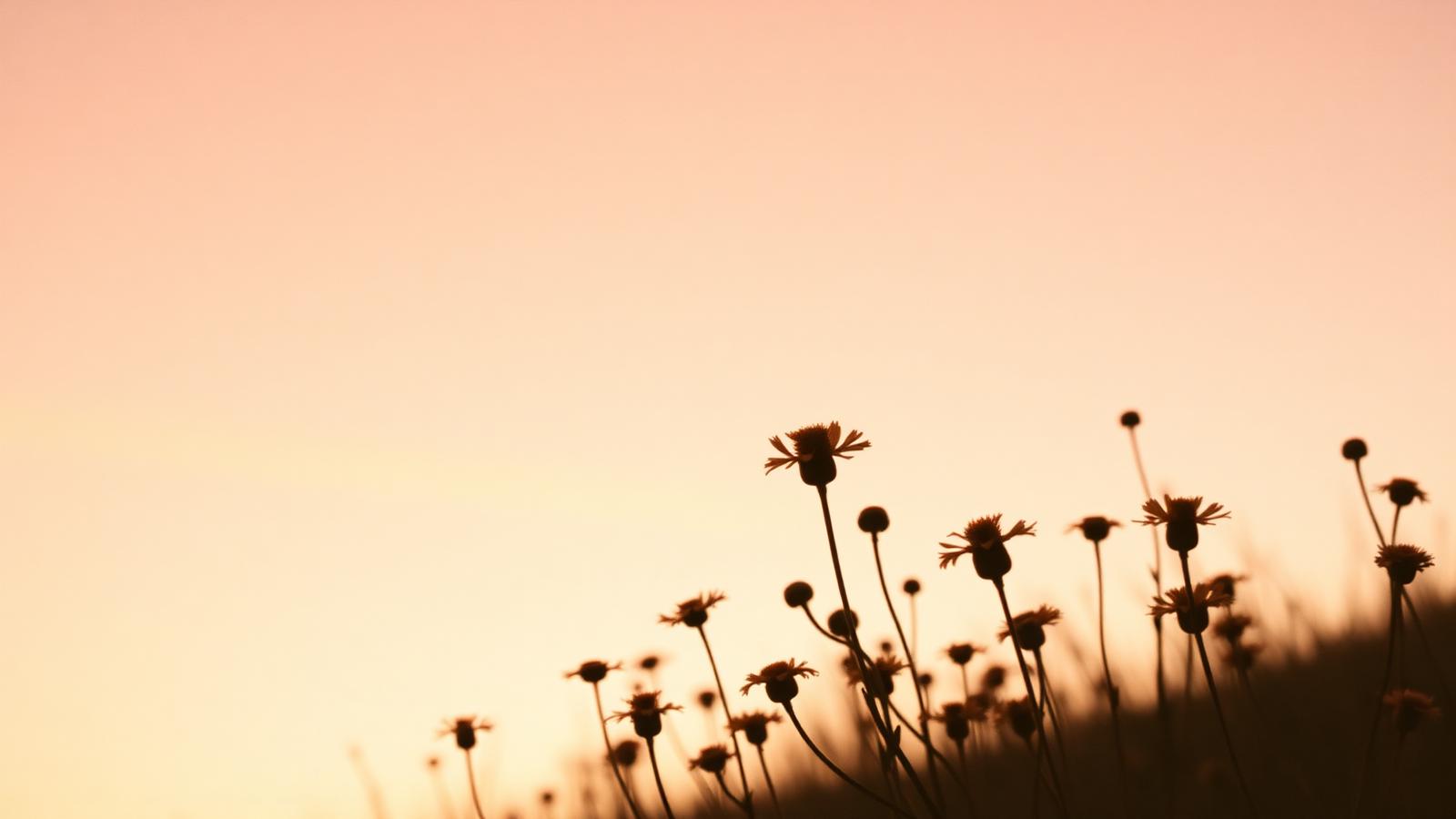 Wildflowers against a soft dusk sky
